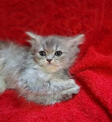 шотландская кошка прямоухая: Скотиш Страйт (Шотландская прямоухая), 2 месяца, Мальчик, Приучена к лотку, Проглистована — 8