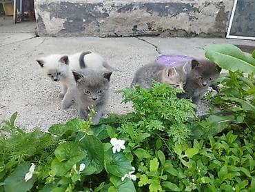 для крыс: Бесплатно котята от нашей кошки СУПЕР-ОХОТНИЦЫ. Кошка ловит не только — 7