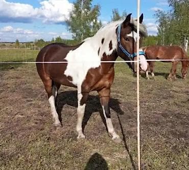 продажа собак: Продаю | Кобыла (самка) | Конный спорт — 3