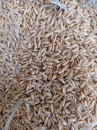 Продам ячмень сорт мавлюк цена договорная находится в Петропавловке — 2