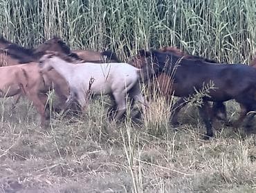 cane corso: Продаю | Кобыла (самка), Жеребец | На забой — 4