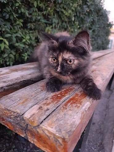 cat sofa: Кошка даром: Сибирская, 2 месяца, Девочка, Проглистована — 1