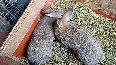 Ветеринар кызматы: Сатам | Ургаачы коен | Союуга, Көбөйтүү үчүн — 1