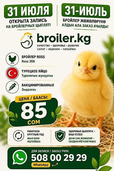 С/х животные и товары: Продаю | Цыплята | РОСС 308 — 1