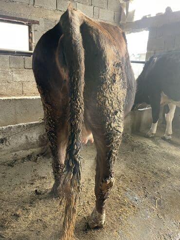 сколько стоит корова дойная: Продаю | Корова (самка) | Алатауская | Для разведения, Для молока | Племенные, Стельные — 6