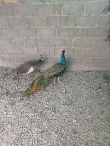 яйца павлина: Продаю взрослых индийских павлинов ❗ — 4