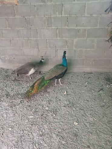 Птицы: Продам павлинов — 6