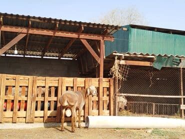 племенные коровы молочные купить: Продаю | Баран (самец) | Для разведения | Племенные — 2