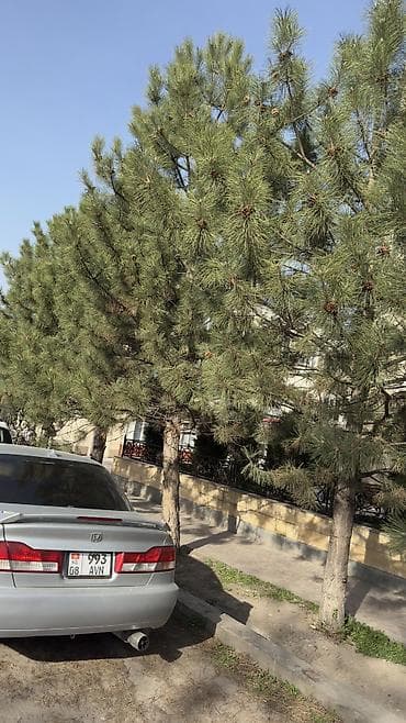 ветка измельчитель: Можжевельник декоративный и сосны большие (саженцы крупномеры) - — 5