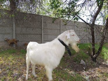 необычные животные: Продаю | Козёл (самец) | Зааненская | Для разведения | Племенные, Осеменитель — 4