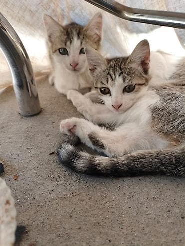 Отдам котят в хорошие руки. Мать превосходный охотник на мышей и крыс — 5