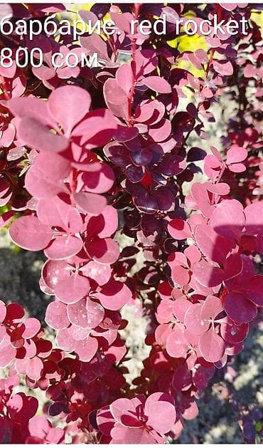 тошок купить: Instagram: rozaelite Туи (СМАРАГД). колоновидные 1700 — 4