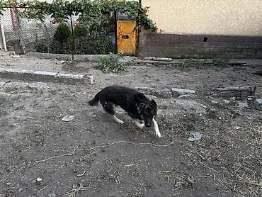 купить собаку таксу: Собака даром: 1 год, Самец, С прививкой — 3