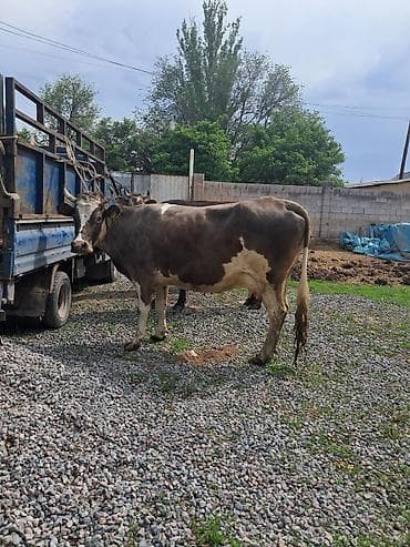 коровы самка: Продаю | Корова (самка) | Полукровка | Для молока | Привязанные — 4