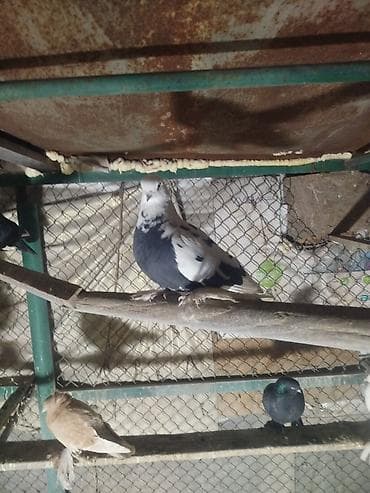 сколько стоит фазан живой: Меняю голубей на Кур. 5 голубей на 3 курицы — 7