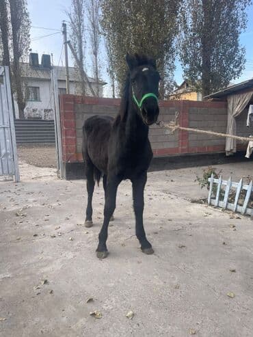 дом кошек: Продаю | Жеребенок | Для разведения — 3