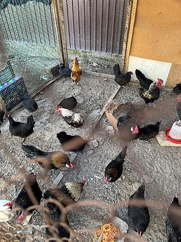 Иттер: На продажу красивые карлики куры петухи в наличии — 4