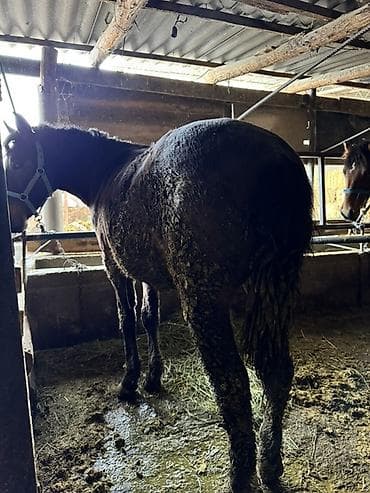 для лошадей: Продаю | Конь (самец) — 1