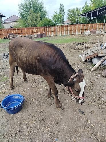 телки швицкой породы: Продаю | Корова (самка), Музоо, торпок | Швицкая | На откорм | Привязанные — 4