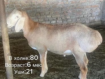 рабочий ат: Продаю | Баран (самец) | Арашан — 2