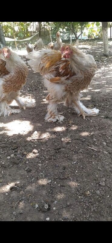 купить несушек курей: Продаю петухов Брама Окрас Белое золото возраст 6 месяцев — 4