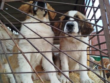 где можно купить йоркширского терьера: Порода: московская сторожевая Описание: - Крупные, мощные собаки с — 5