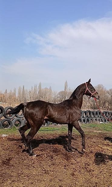 тр 16: Продаю | Конь (самец), Жеребец | Для разведения, Рабочий, Конный спорт | Племенные, Осеменитель — 1