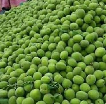слива фрукты: Зелёные недозрелые манго (кормовые/для кухонь и заготовок) - Сорт — 4