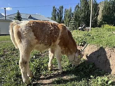 сколько стоит щенки хаски: Продаю | Музоо, торпок | Монбельярд | Для разведения | Осеменитель, Искусственник — 2
