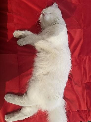 ош кошка: Ангорская, 1 год, Девочка, Белый — 2