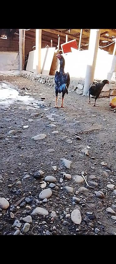 клетка для петухов: Продаю | Петух | Бойцовая | Для разведения — 5