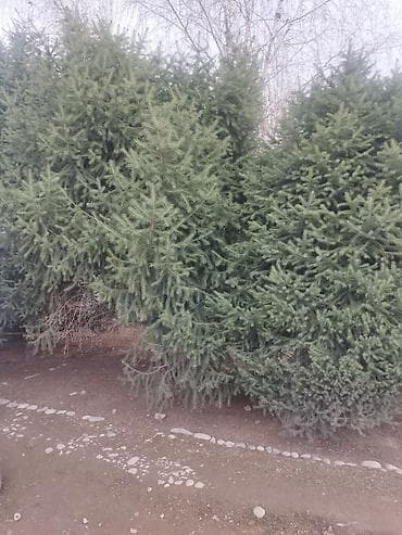 малина ягода: Ель/сосна декоративная для сада и ландшафта. - Вид: хвойные деревья с — 1