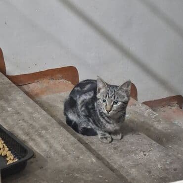 кошка домашняя: 3 месяца, Девочка — 5