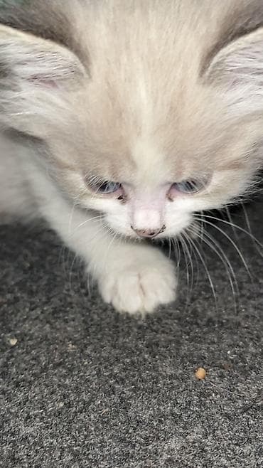 Сиамская, 3 месяца, Девочка, Приучена к лотку — 1