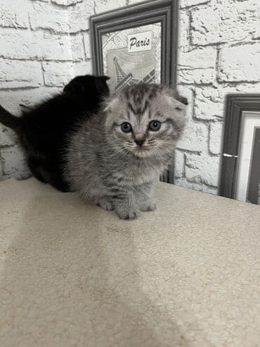 шотланская вислоухая кошка: Продаются котята.2 мальчика и 2 девочки.Дата рождения 18.10. 2025 — 1