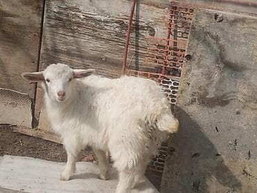 цыплята простые: Продаю | Козлёнок | Для разведения — 1