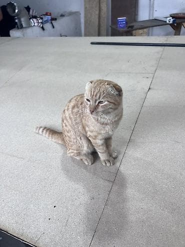 Кошки: Шотландский вислоухий котенок, окраса рыжий табби (полосатый) — 1