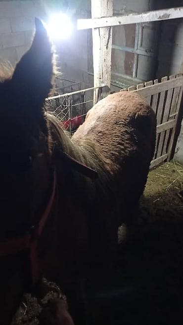 Башка жаныбарлар: Сатам | Байтал | Жумушка — 1