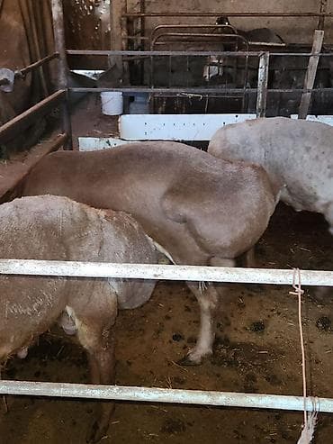 баран матка: Продаю | Баран (самец) | Для разведения | Племенные — 5