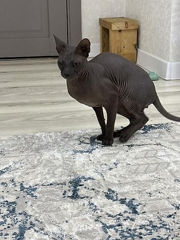 котята сфинкс: Канадский сфинкс, окраc — сплошной чёрный (ebony/black). Лысая порода — 3