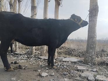 я ищу корова: Продаю | Корова (самка) | Для молока | Привязанные — 5