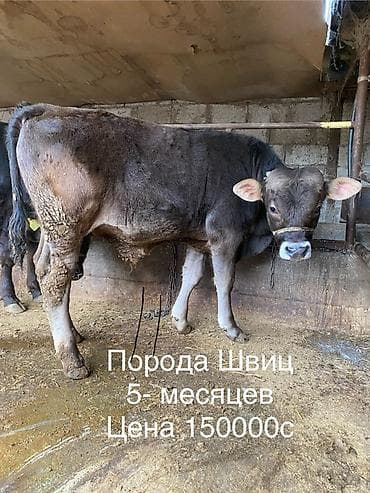 монбельярд цена: Продаю | Бык (самец) | На откорм | Привязанные — 2