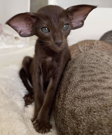 купить бурманскую кошку: Кошка даром: Ориентальная, 3 месяца, Мальчик, Приучена к лотку, Проглистована — 1
