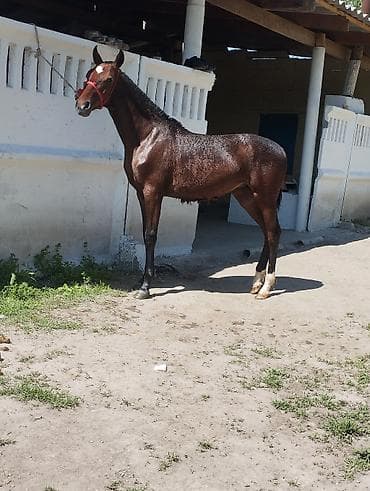 Продаю | Жеребенок | Конный спорт