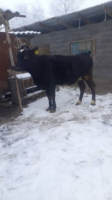 теленок сементал: Продаю | Бык (самец) | На откорм | Привязанные — 2