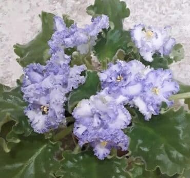 различные кактусы: Цветущие фиалки сорта Арапаха, "Ах, Настасья!", спорт от — 9