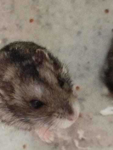 Крысы: Джунгарские хомячки с базовым набором для содержания. В комплекте: - — 1