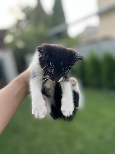 Продажа кошек: Котята, помёт домашних кошек. Разные окрасы: - чёрно-белый («смокинг») — 1