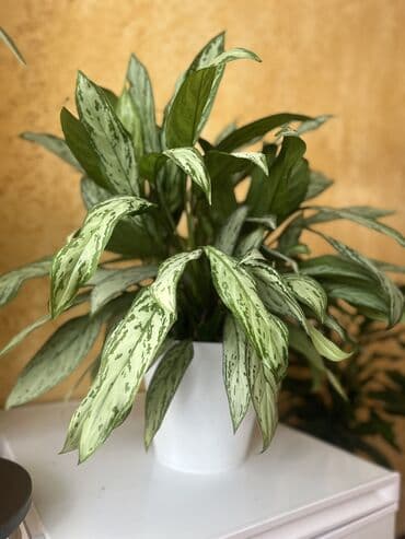 где можно купить саженцы павловния в кыргызстане: Продаю Аглаонема 70 см — 4