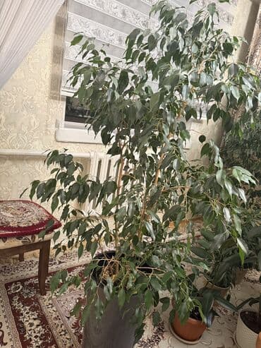 зонтик большое: 🌿 Фикус Бенджамина — крупное комнатное дерево ! Продаю здоровый — 2